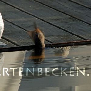 Tiere 005